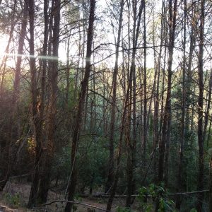 Bosque cerca de la casa